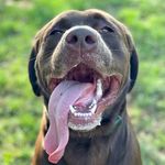 Karla Wentz Shank - @auggiekarlasdoggie - Instagram