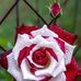 Karla Terry - Facebook