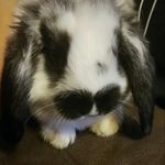 Karlee Davis - @rosesalwaysbloominsummer - Instagram
