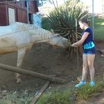 karlee parker - @horselover13.14 - Instagram