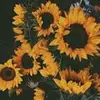 Karli Myers286 - @user086845133 - TikTok