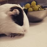 karli_the_piggy🐹 - @karli_the_guinea_pig - Instagram
