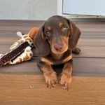 Otto Karli 🤎 Choco Sausage Queen - @otto.karli - Instagram