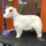 Karli Walker Morgan - @karls_grooming - Instagram