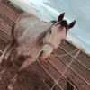 Karlie Fischer - @just_a_betty_barrelracer - TikTok
