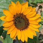 Karlie Howard - @karlies_flowers - Instagram