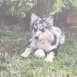 Karlie Hudson - @karlietheaussie - Instagram