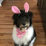Karlie Radebach Miller - @lucylu_the_sheepadoo - Instagram