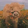 Karli Morris - @karli.morris - TikTok