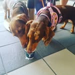 Karlie Morris - @maple_morris - Instagram