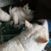 Karlos Paz - @karlos.paz0 - TikTok