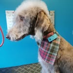 Carly Ferguson - @carlysangelsdoggrooming - Instagram