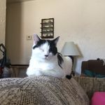 Karma Davis - @karmakitty101 - Instagram