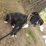 Karma-Grace🐾 - @karma_grace_xlbully - Instagram