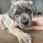 Karma Grace Garcia - @karmagrace.corso - Instagram