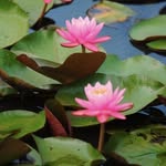 Karma Lhamo - @karma1333 - Instagram