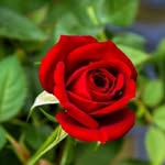 Karma Lhamo - @karma.lhamo.73594 - Instagram