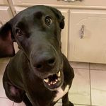Karma Miller - @karmakaythedane - Instagram