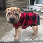 Buddha.Karma.Pace - @buddha_thesharpei - Instagram
