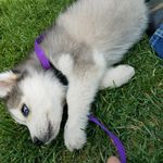 karma smith - @karmahaspaws - Instagram
