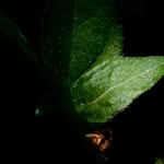 GreenApple - @karma.tshering.543 - Instagram