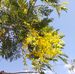Karma Tshering - Facebook