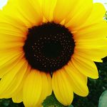 Karma Walker - @just_another_boring_vegan - Instagram