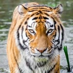 karma white - @animal_lover4024 - Instagram