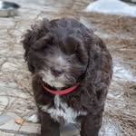 Karma White - @karmawhite.aust.labradoodle - Instagram