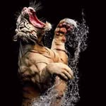 Karol Barker - @tigerk67 - Instagram