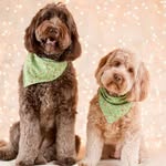 Carol Dean - @southerncharmlabradoodles - Instagram