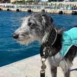 Carol Hanson - @wagalotdogs - Instagram