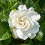 Carol Kelley - Facebook