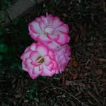 Carol Larson - @carolpadgett63 - Instagram