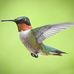 Carol Phillips - Facebook