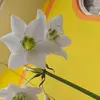 Karol Ray - @karol.ray0 - TikTok