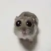 KAROL 😍💋⛱️ - @karol.ross._i - TikTok
