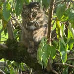 Carol Shaw - @chooseycats - Instagram