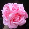 carol ward - @carolward00 - TikTok