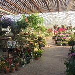 Carol Watson Greenhouse - @carol_watsongreenhouse - Instagram