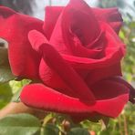 Carol Webb - Facebook