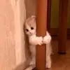 Karolina Witkowska - @witkowska.k - TikTok