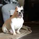 Bellbully.karonJames - @bellbully.karonjames - Instagram