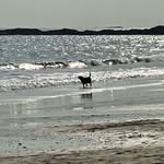 Karon Williamson - @dogsofsingingbeach - Instagram