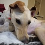 Carrie Gregory - @longboi_turkey - Instagram