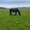 Karrie Hall Lafave - @802horselady - TikTok