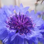 Carrie Harvey - @carrie_wcgm - Instagram