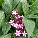 Carrie Harvey - @harveyhillsfarm - Instagram