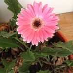 Carrie Hurley - @thisgranolamama - Instagram