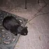 karriehurley8 - @karriehurley8 - TikTok